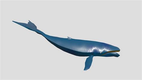 whale 3d model by umi14 [a4985b2] sketchfab