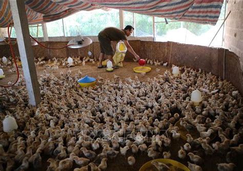 Animal feed prices surge up to 30% year-to-date » Breaking News, Latest