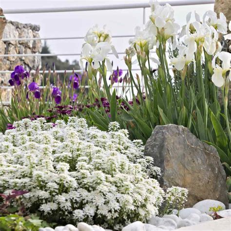 In 1942 she was transferred to the united states navy as part of the reverse lend lease arrangement and renamed uss tenacity. Candytuft Seeds - Iberis Sempervirens Ground Cover Seed