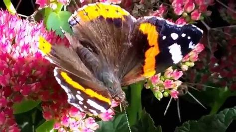 Learn what makes a flower bee friendly and what to add to your garden to keep bees happy and healthy. Flower Girl - butterflies and bees feeding on "Stonecrop ...