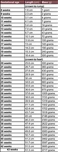 Download Unborn Baby Growth Chart Week By Week For Free Formtemplate