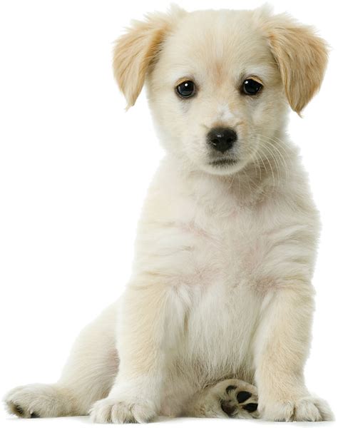 Golden Retriever Puppy PNG - Dog (With images) | Cute dog photos, Puppies, Golden retriever puppy