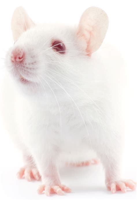 Free photo: White Mouse - Animal, Fast, Mice - Free ...