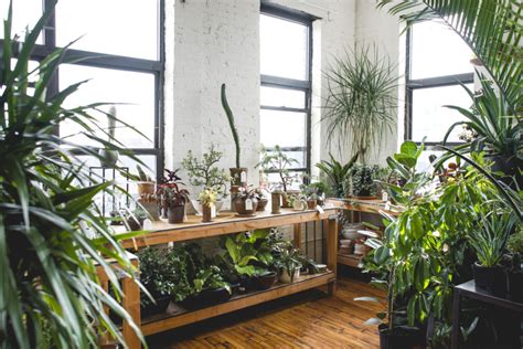 How Tula Plants And Design Is Innovating Decor Across Brooklyn Garden