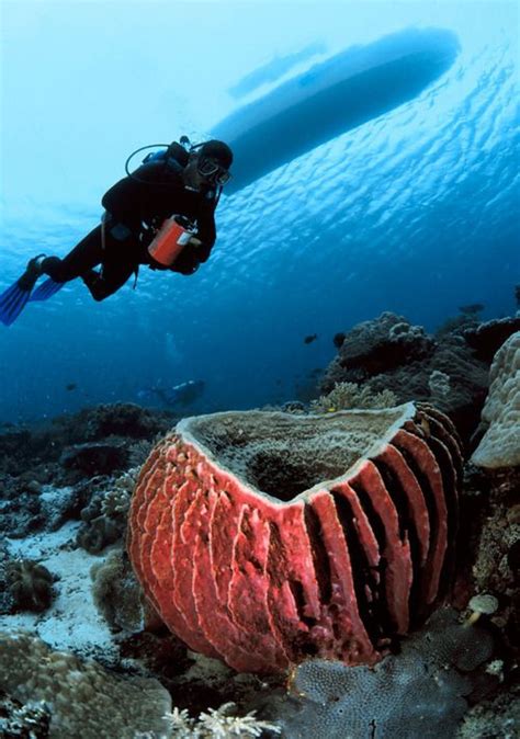 A Tour Of The Caribbeans Coral Reefs Giant Barrel Ocean Deep