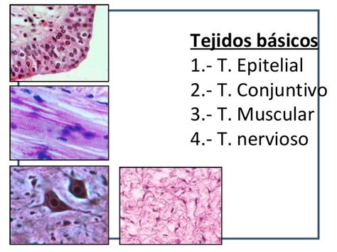 Tejidos Conectivos