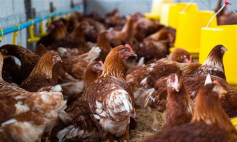 Poultry Farming In Kenya 6 Simple Steps To Success For Newbies