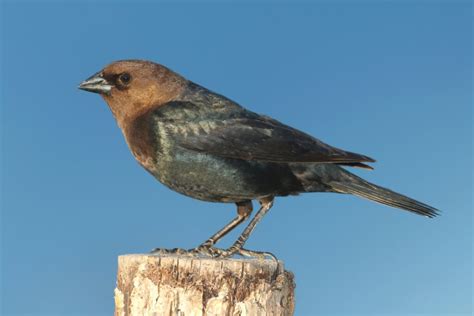 What Bird Sounds Like Water Drops The Brown Headed Cowbird