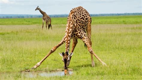 Amazing Facts About Giraffes Onekind