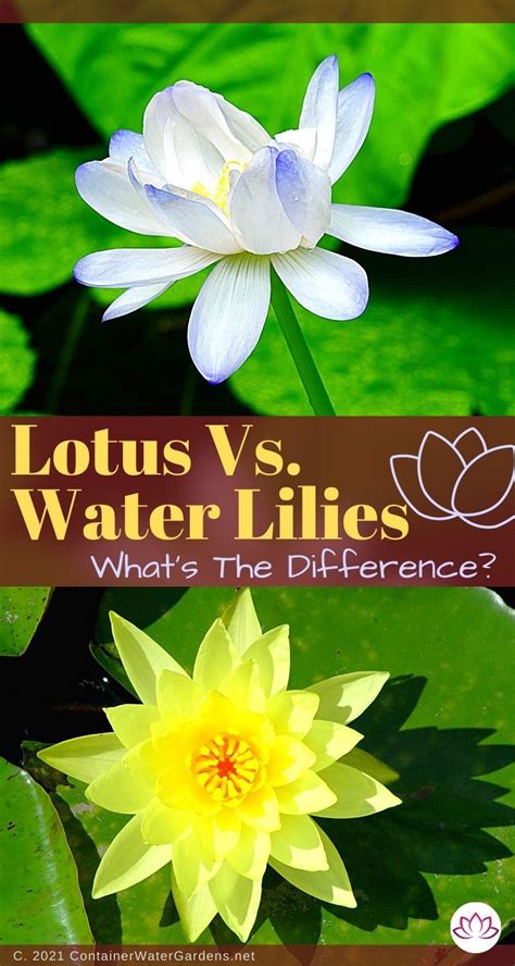 In The World Of Flowering Aquatic Plants Nothing Beats A Water Lily Or