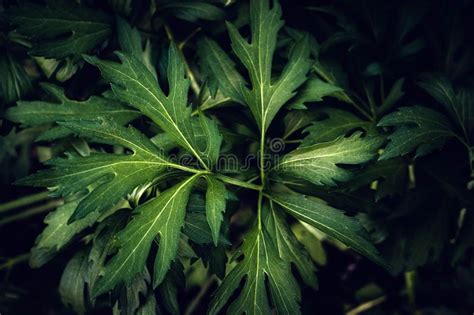 Plant Natural Background Stock Image Image Of Growth 133324369