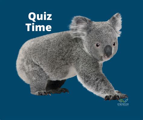 Koala Quiz Koalas In The Clarence Valley Clarence Conversations
