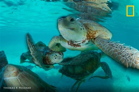 A Group Of Green Sea Turtles Swim Off The Exuma Cays Bahama Islands In