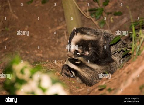 Badger Teeth British Hi Res Stock Photography And Images Alamy