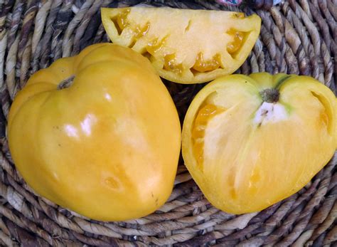 The problem, however, is dependent on the variety of tomato. Yellow Oxheart Tomato, 0.16 g : Southern Exposure Seed ...