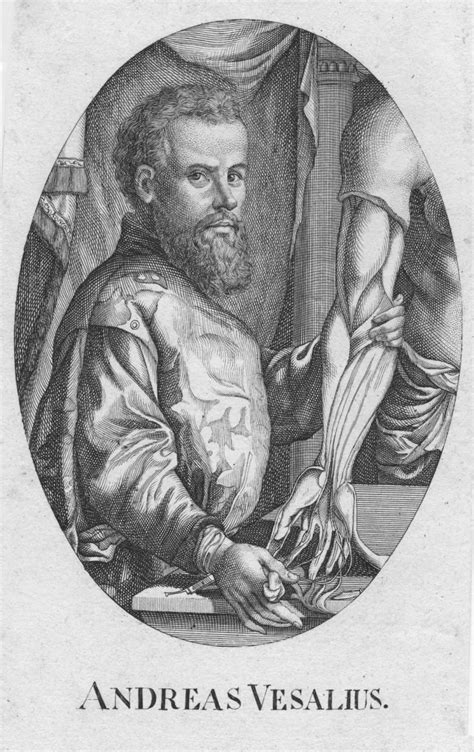 andreas vesalius halbfigur stehend im oval by vesalius andreas portrait 1690 art