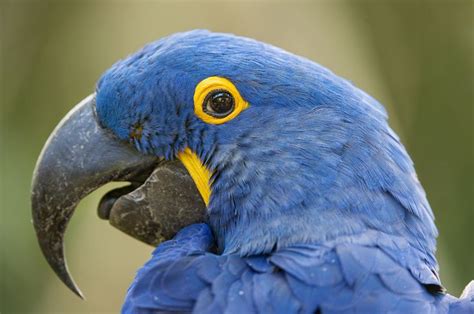 Hyacinth Macaw Blue Macaw Blue Hyacinth Macaw