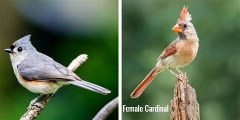 16 Birds That Look Like Cardinals Pictures And Comparisons
