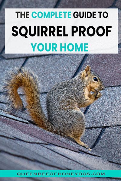 Prevent Squirrels Accessing Your Attic Artofit