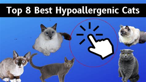 Top 8 Best Hypoallergenic Cats — Top 10 Wizard Youtube