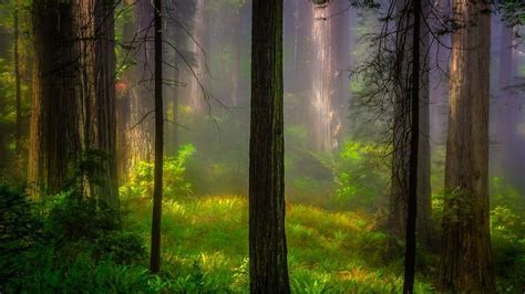 Misty Green Forest Image Id 294528 Image Abyss