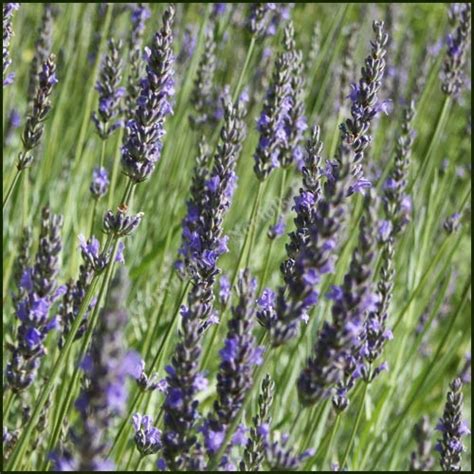 Buy Lavender Vera Lavandula X Intermedia From Norfolk Herbs