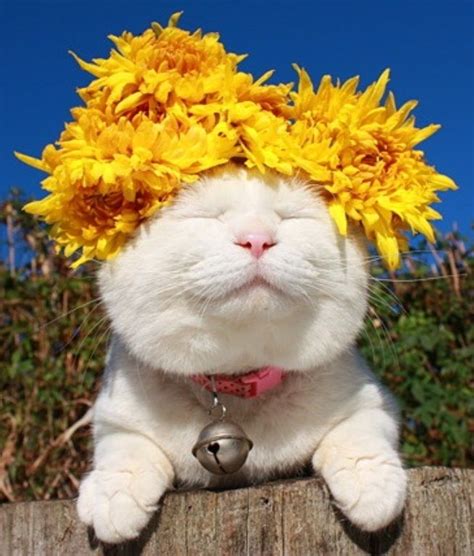 16 Best Images About ♥cats With Flowers♥ On Pinterest