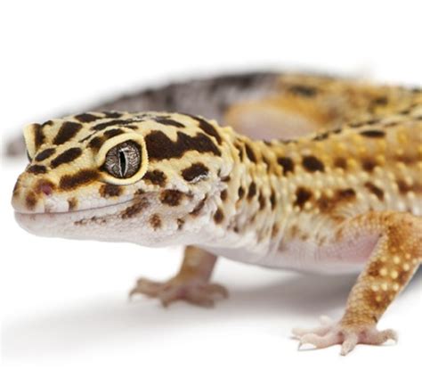 Leopard Gecko Insurance Exoticdirect