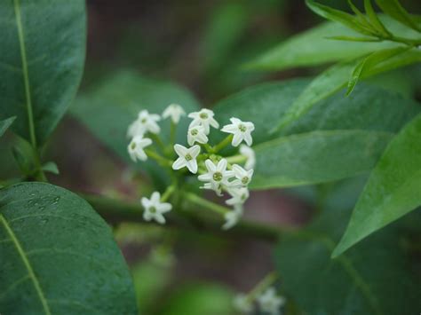 Beautifully fragrant flowers are used in perfumery.the flowers can be used as a. What Is Night Blooming Jasmine: Tips For Growing Night ...