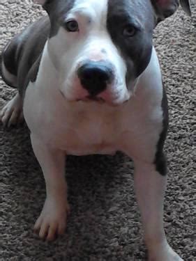 Check spelling or type a new query. Blue nose pitbull for Sale in Sacramento, California ...