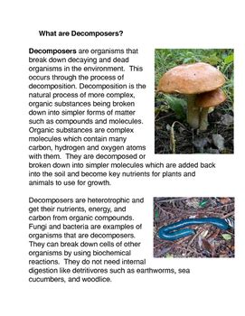 Fungi, worms, and bacteria are all examples of decomposers. What is a decomposer? by The Common Core Marketplace | TpT
