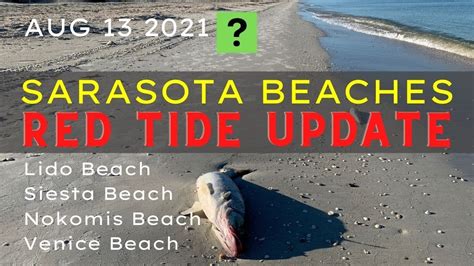 RED TIDE Florida Update Sarasota Beaches Aug YouTube