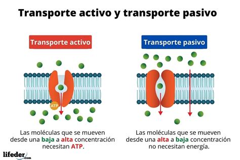 Dibujo Del Transporte Activo Y Pasivo De La Membrana Celular Consejos My Xxx Hot Girl