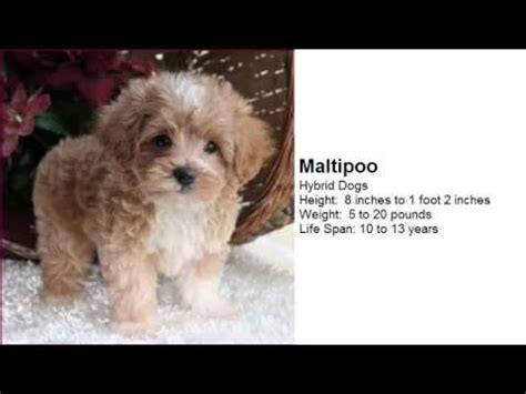 Find 29 small non shedding dog breeds. Cute Small Dogs Breeds Dogs Pictures - YouTube