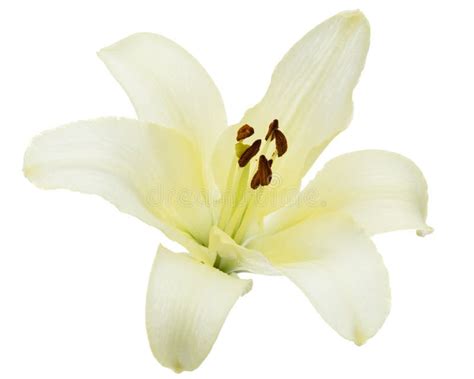 41267 White Lily Isolated Photos Free And Royalty Free Stock Photos