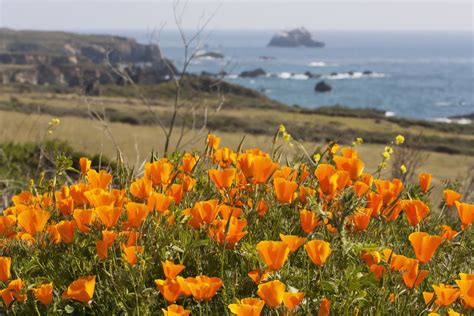 How And Where To See California Wildflowers In Bloom