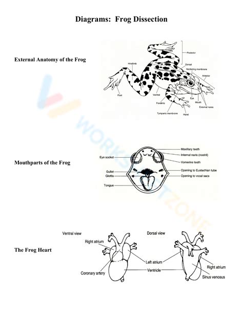 Diagrams Frog Dissection Worksheet