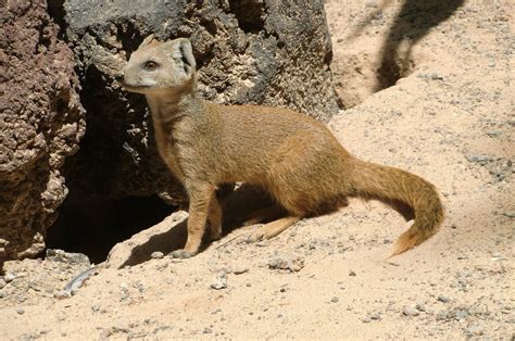 Mammals That Live In The Desert Pets Lovers
