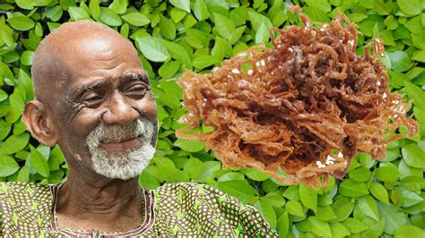 Dr Sebi The Benefits Of Fasting And Sea Moss Natural Herb Remedy