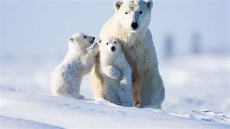 Polar Bears Will Be Extinct In 40 Years Thanks To Global Warming Study