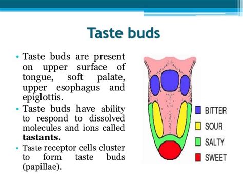 Taste Buds