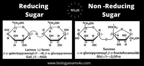 Difference Between Reducing And Non Reducing Sugars Biochemistry