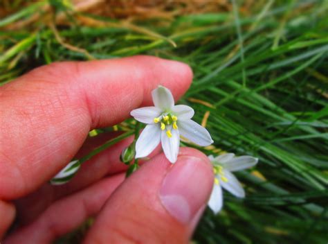 They grow from late summer right through fall. identification - What is this six-petaled white flower ...