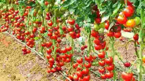 Growing The Best Tomatoes Growing Tomatoes Guide And Tips