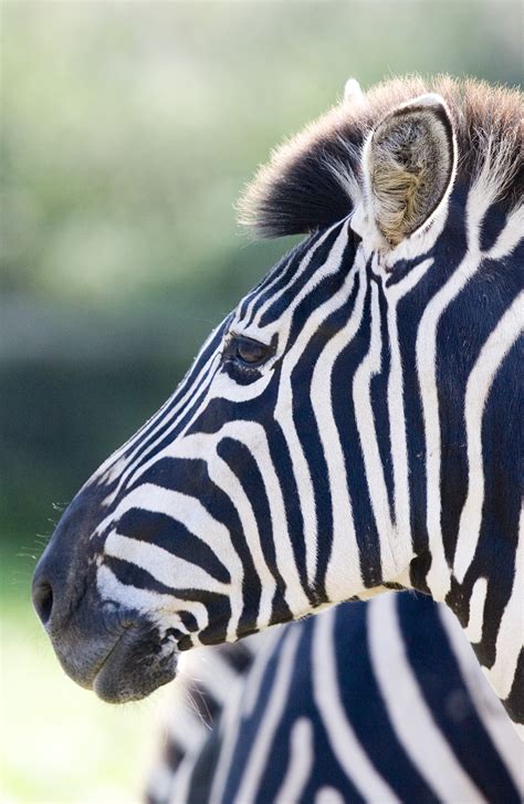 Adopt a Zebra in the UK 🦓 Zebra Adoption Gift Packs