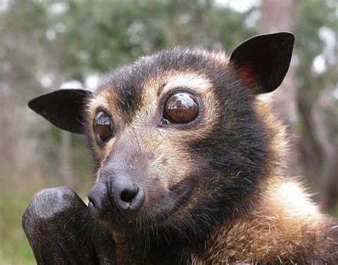 12 Insane Facts About Flying Foxes The Worlds Largest Bats