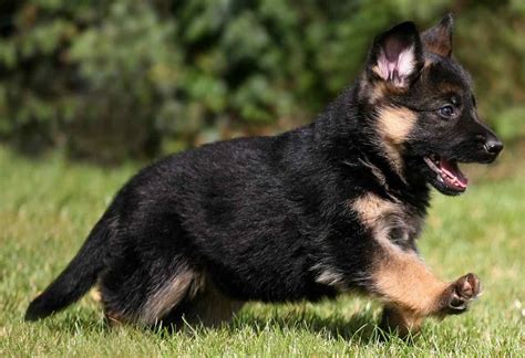 German Shepherd Dog Gsd Alsatian Breed Info Images Videos Faqs
