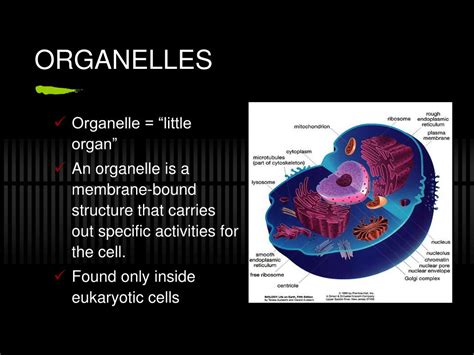 Ppt Cell Organelles Powerpoint Presentation Free Download Id3123577