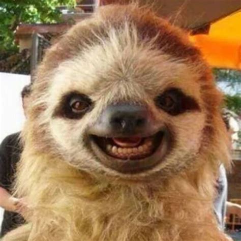 29 Best Images About Sloth Love On Pinterest The Sloth Funny And On
