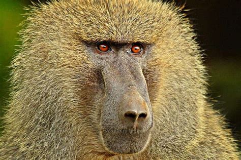 Earliest Baboon Found In A Cave Littered With Hominid Fossils